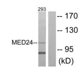 Western blot - MED24 Antibody from Signalway Antibody (33613) - Antibodies.com