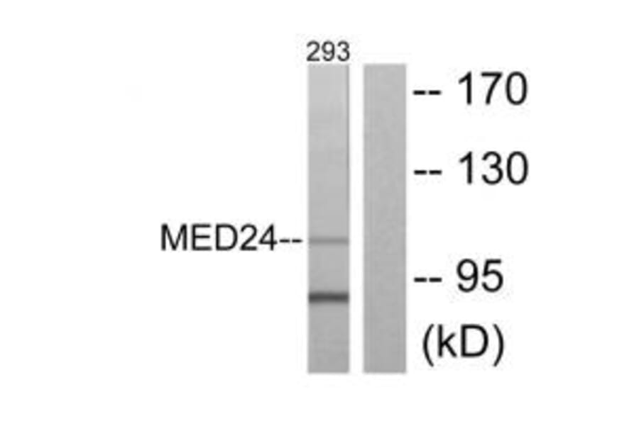 Western blot - MED24 Antibody from Signalway Antibody (33613) - Antibodies.com