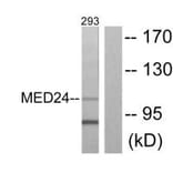 Western blot - MED24 Antibody from Signalway Antibody (33613) - Antibodies.com