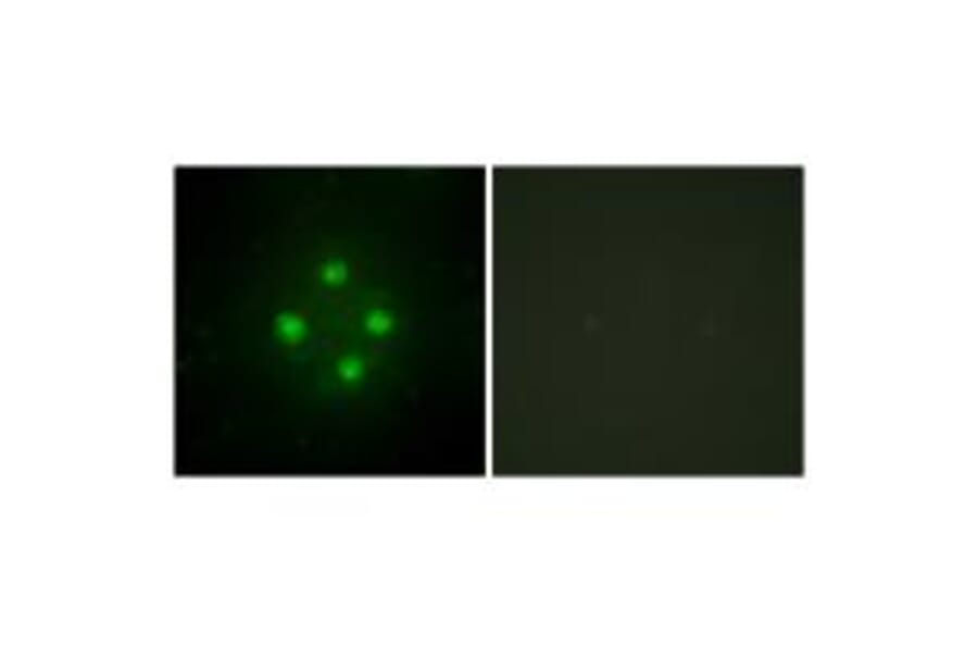 Immunofluorescence - MED24 Antibody from Signalway Antibody (33613) - Antibodies.com