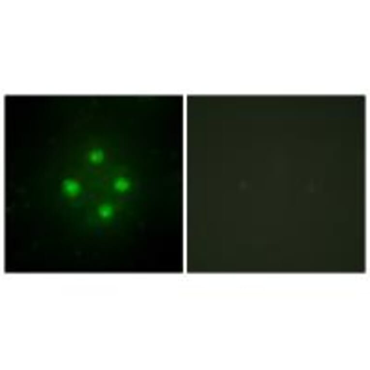 Immunofluorescence - MED24 Antibody from Signalway Antibody (33613) - Antibodies.com