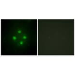 Immunofluorescence - MED24 Antibody from Signalway Antibody (33613) - Antibodies.com