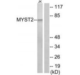 Western blot - MYST2 Antibody from Signalway Antibody (33629) - Antibodies.com