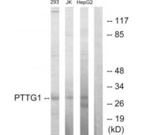 Western blot - PTTG1 Antibody from Signalway Antibody (33642) - Antibodies.com