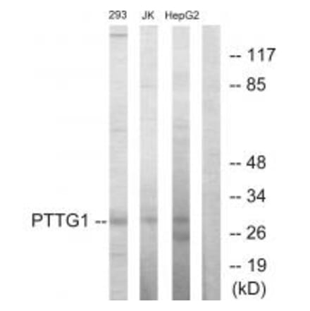 Western blot - PTTG1 Antibody from Signalway Antibody (33642) - Antibodies.com