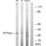 Western blot - PTTG1 Antibody from Signalway Antibody (33642) - Antibodies.com