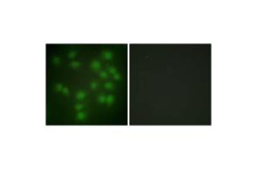 Immunofluorescence - PTTG1 Antibody from Signalway Antibody (33642) - Antibodies.com