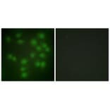 Immunofluorescence - PTTG1 Antibody from Signalway Antibody (33642) - Antibodies.com