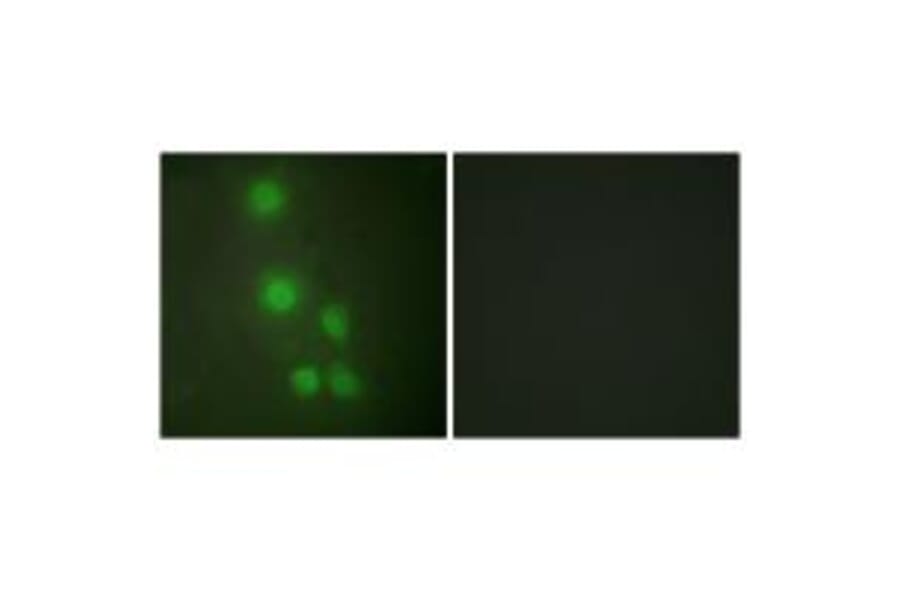 Immunofluorescence - ACL6A Antibody from Signalway Antibody (33644) - Antibodies.com