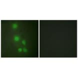 Immunofluorescence - ACL6A Antibody from Signalway Antibody (33644) - Antibodies.com