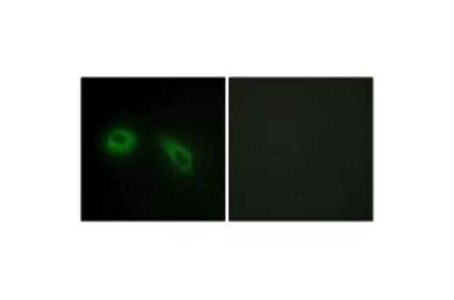 Immunofluorescence - GLU2B Antibody from Signalway Antibody (33679) - Antibodies.com