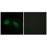 Immunofluorescence - GLU2B Antibody from Signalway Antibody (33679) - Antibodies.com