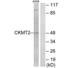 Western blot - CKMT2 Antibody from Signalway Antibody (33694) - Antibodies.com