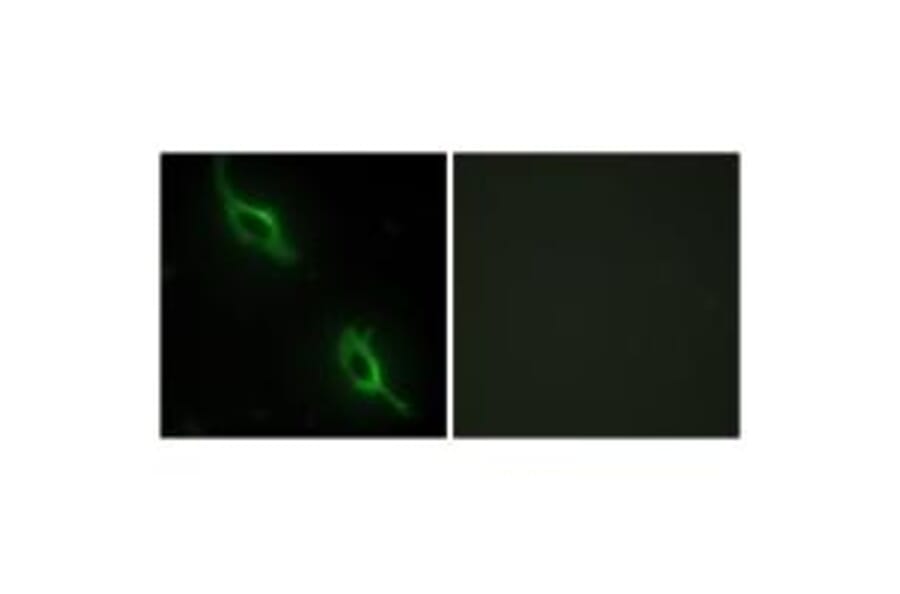 Immunofluorescence - CKMT2 Antibody from Signalway Antibody (33694) - Antibodies.com