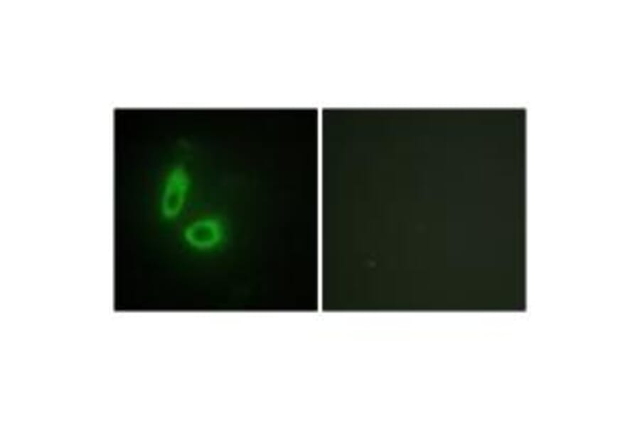 Immunofluorescence - EFNA1 Antibody from Signalway Antibody (33711) - Antibodies.com