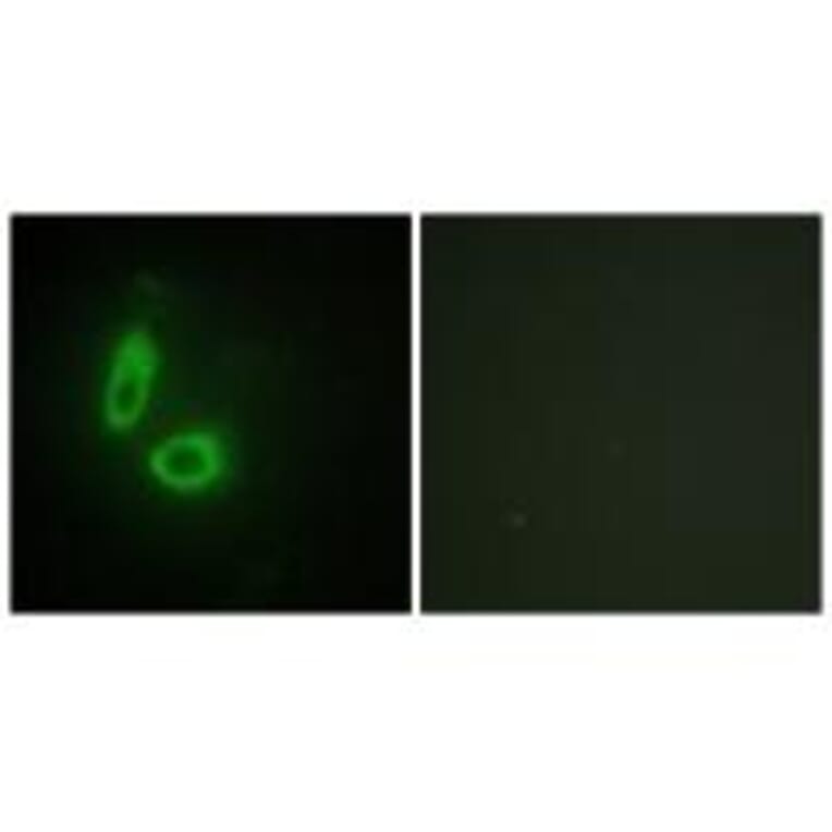 Immunofluorescence - EFNA1 Antibody from Signalway Antibody (33711) - Antibodies.com