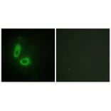 Immunofluorescence - EFNA1 Antibody from Signalway Antibody (33711) - Antibodies.com