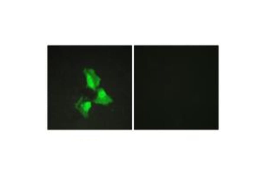 Immunofluorescence - TNAP3 Antibody from Signalway Antibody (33714) - Antibodies.com