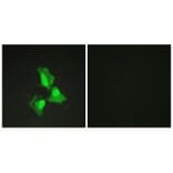 Immunofluorescence - TNAP3 Antibody from Signalway Antibody (33714) - Antibodies.com