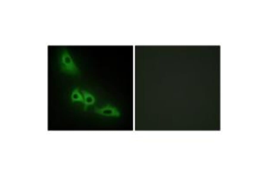 Immunofluorescence - GLPK Antibody from Signalway Antibody (33749) - Antibodies.com