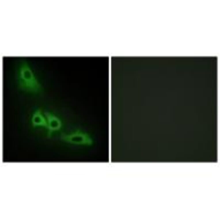 Immunofluorescence - GLPK Antibody from Signalway Antibody (33749) - Antibodies.com