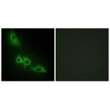 Immunofluorescence - GLPK Antibody from Signalway Antibody (33749) - Antibodies.com