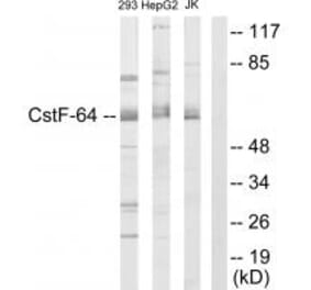 Western blot - CSTF2 Antibody from Signalway Antibody (33754) - Antibodies.com