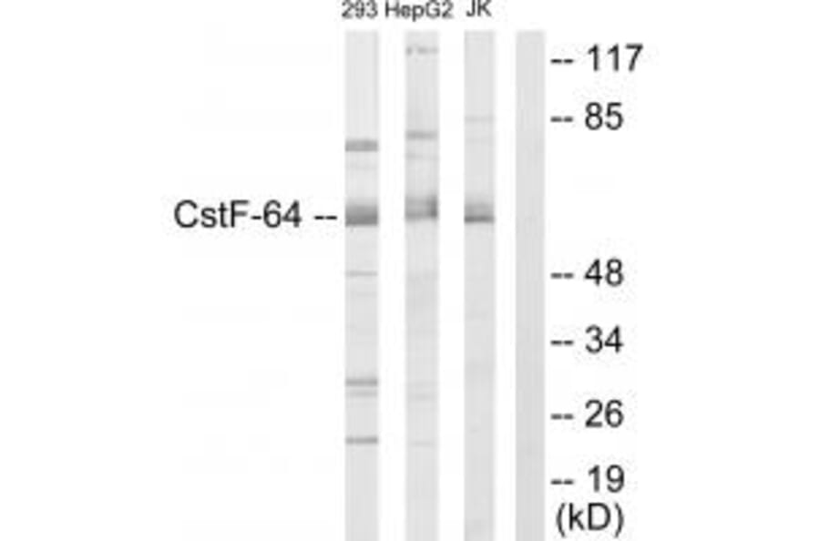 Western blot - CSTF2 Antibody from Signalway Antibody (33754) - Antibodies.com