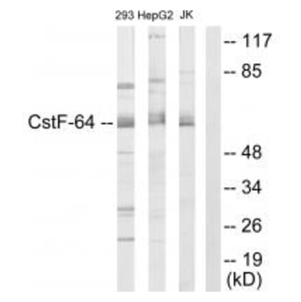 Western blot - CSTF2 Antibody from Signalway Antibody (33754) - Antibodies.com