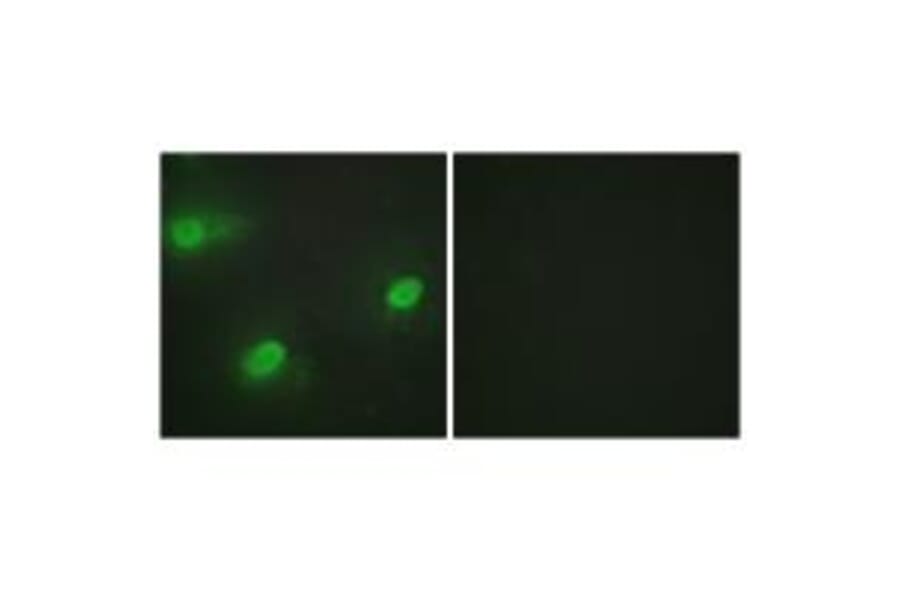 Immunofluorescence - CSTF2 Antibody from Signalway Antibody (33754) - Antibodies.com