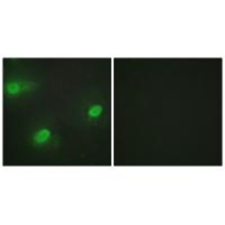 Immunofluorescence - CSTF2 Antibody from Signalway Antibody (33754) - Antibodies.com