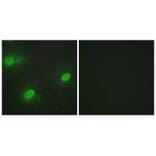 Immunofluorescence - CSTF2 Antibody from Signalway Antibody (33754) - Antibodies.com