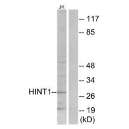 Western blot - HINT1 Antibody from Signalway Antibody (33787) - Antibodies.com