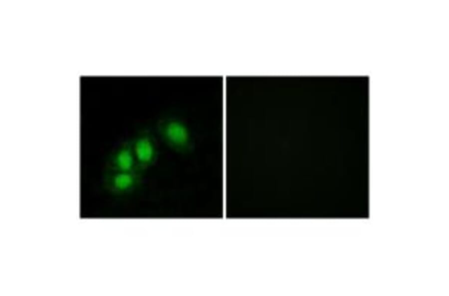 Immunofluorescence - HINT1 Antibody from Signalway Antibody (33787) - Antibodies.com