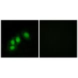 Immunofluorescence - HINT1 Antibody from Signalway Antibody (33787) - Antibodies.com