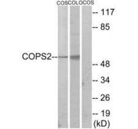 Western blot - COPS2 Antibody from Signalway Antibody (33831) - Antibodies.com
