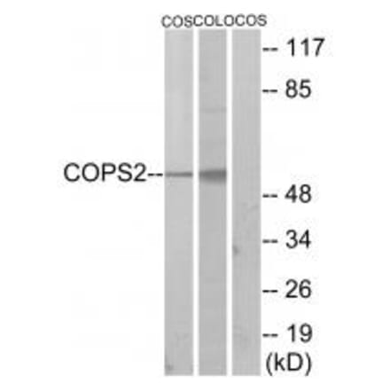 Western blot - COPS2 Antibody from Signalway Antibody (33831) - Antibodies.com