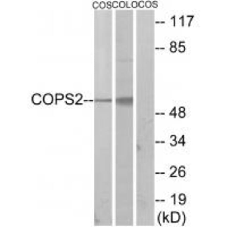 Western blot - COPS2 Antibody from Signalway Antibody (33831) - Antibodies.com