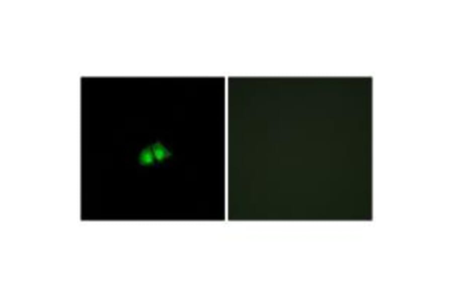 Immunofluorescence - COPS2 Antibody from Signalway Antibody (33831) - Antibodies.com