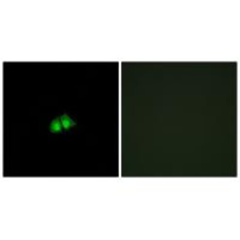 Immunofluorescence - COPS2 Antibody from Signalway Antibody (33831) - Antibodies.com