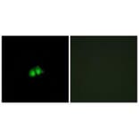 Immunofluorescence - COPS2 Antibody from Signalway Antibody (33831) - Antibodies.com