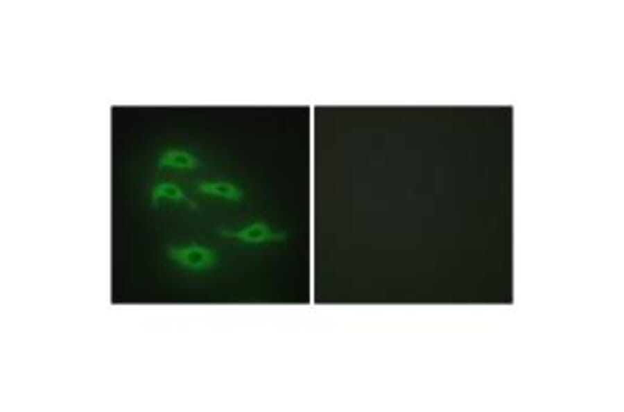 Immunofluorescence - SERC3 Antibody from Signalway Antibody (33870) - Antibodies.com