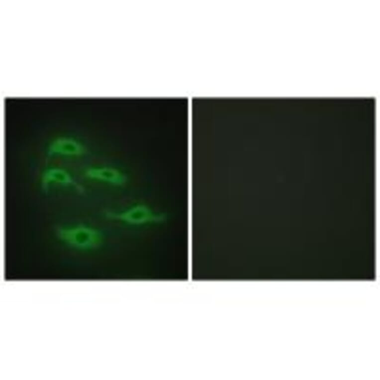 Immunofluorescence - SERC3 Antibody from Signalway Antibody (33870) - Antibodies.com