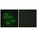 Immunofluorescence - SERC3 Antibody from Signalway Antibody (33870) - Antibodies.com