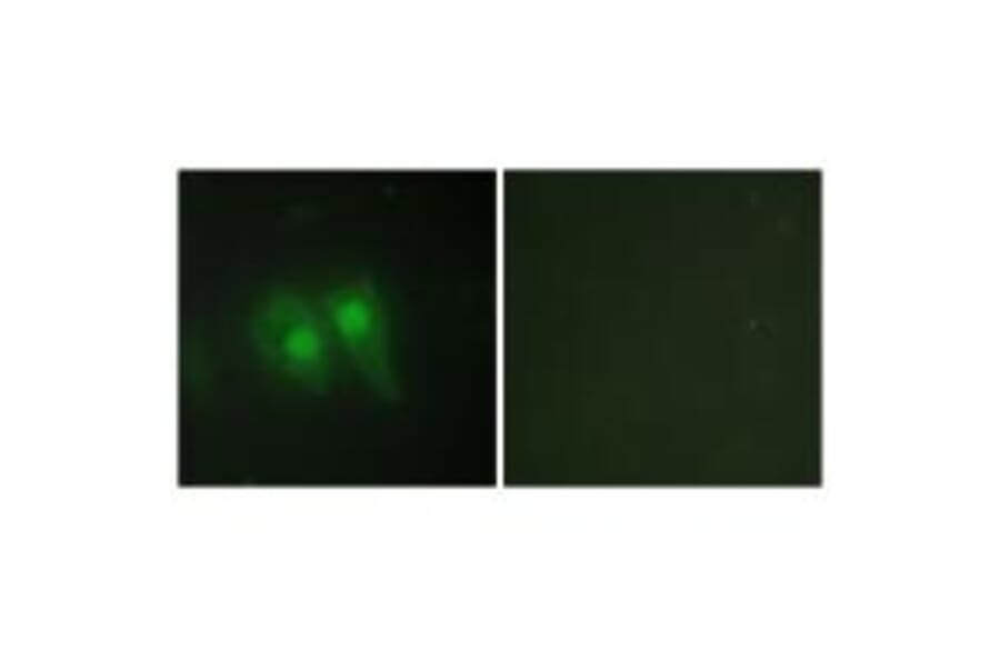 Immunofluorescence - STEA3 Antibody from Signalway Antibody (33932) - Antibodies.com