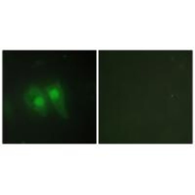 Immunofluorescence - STEA3 Antibody from Signalway Antibody (33932) - Antibodies.com
