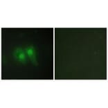 Immunofluorescence - STEA3 Antibody from Signalway Antibody (33932) - Antibodies.com