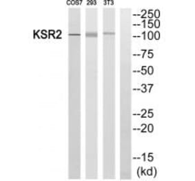 Western blot - KSR2 Antibody from Signalway Antibody (33940) - Antibodies.com