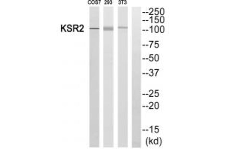 Western blot - KSR2 Antibody from Signalway Antibody (33940) - Antibodies.com