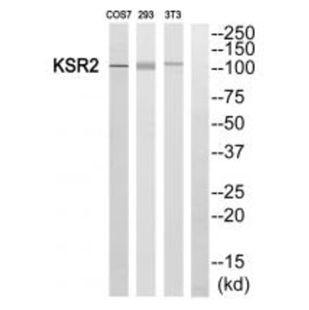 Western blot - KSR2 Antibody from Signalway Antibody (33940) - Antibodies.com